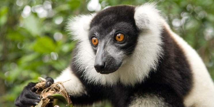 15-Day Madagascar Birding & Wildlife Tour