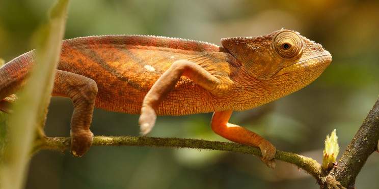 8-Day Madascar Wildlife Safari