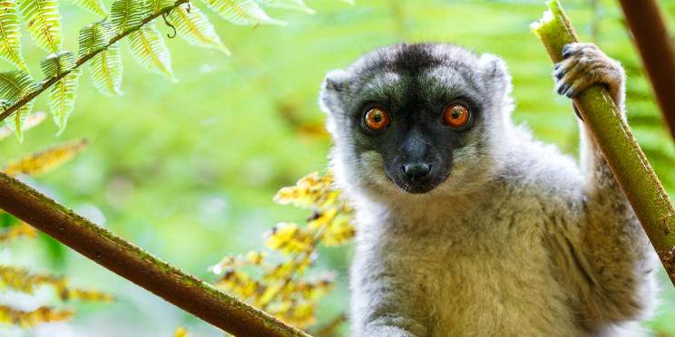 10-Day Eastern Madagascar Escape
