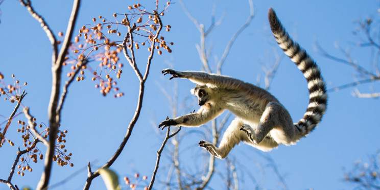 17-Day Highlights of Madagascar + Private Charter