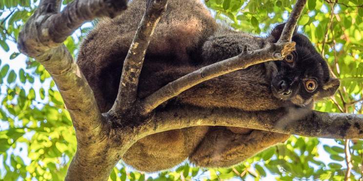12-Day Journey Through Madagascar Wild Beauty