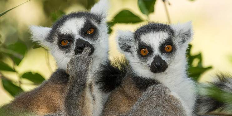 5-Day Andasibe & Palmarium Aye-Aye Tour