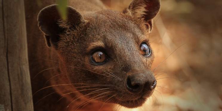 17-Day Tailored Madagascar & Seychelles Discovery