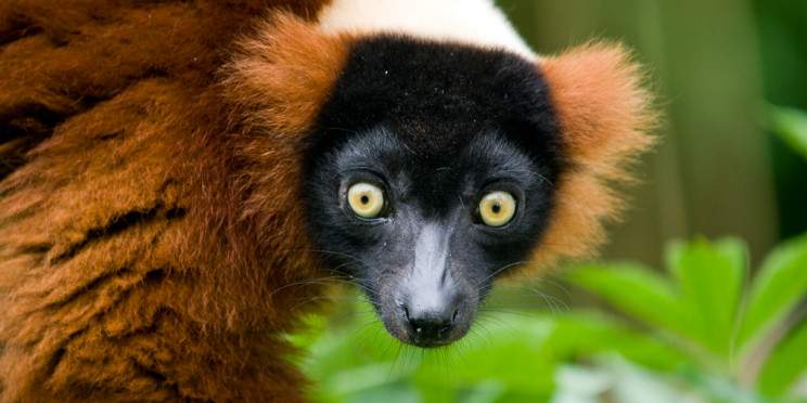 6-Day Meeting Lemurs and Loving Baobabs