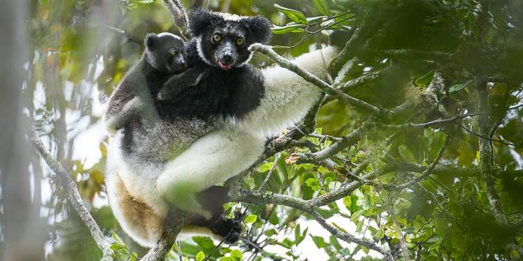11-Day Rain Forests to Canyons Tour