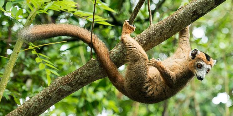 14-Day Wild Madagascar Lemurs, Canyons & Coral Seas
