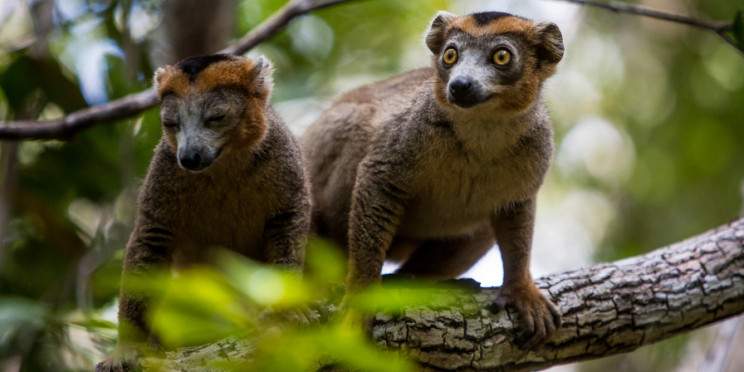 6-Day Wildlife and Nature Andasibe & Palmarium
