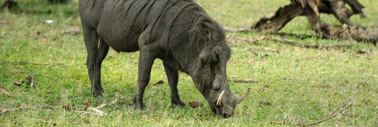 Liwonde National Park