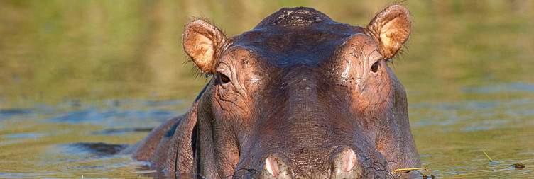 Liwonde Safari Camp
