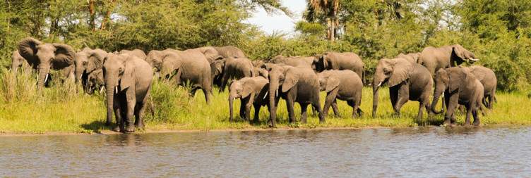 Transfer to Liwonde National Park