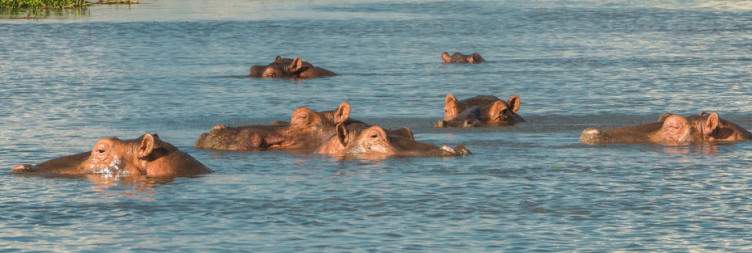 Liwonde National Park