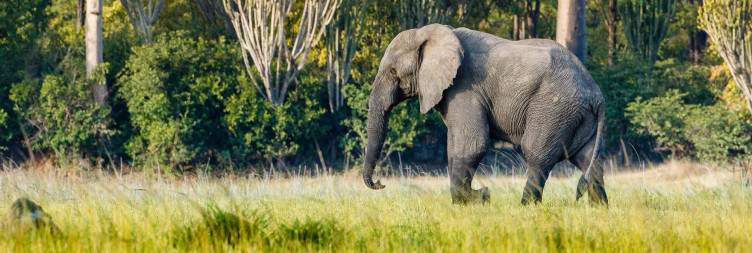 Liwonde National Park