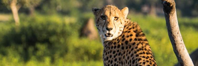 Game Drives in Liwonde National Park