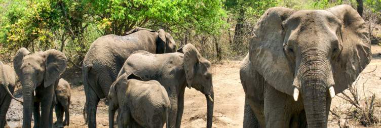 Majete Wildlife Reserve