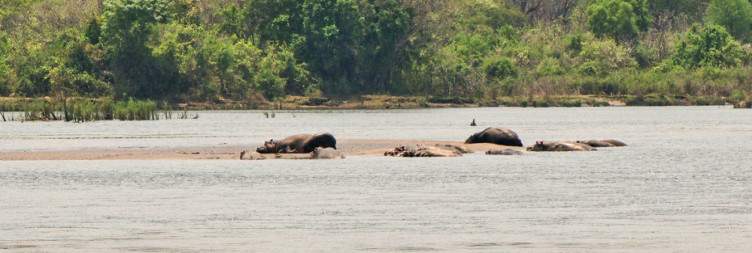 Pick-up from the airport to Majete Wildlife