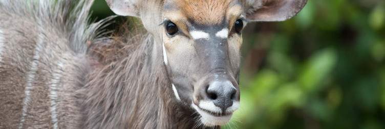 Safari in Majete Wildlife Reserve