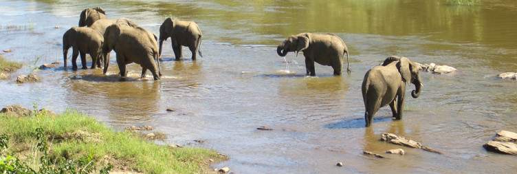 Game drive at Nkhotakota Wildlife Reserve