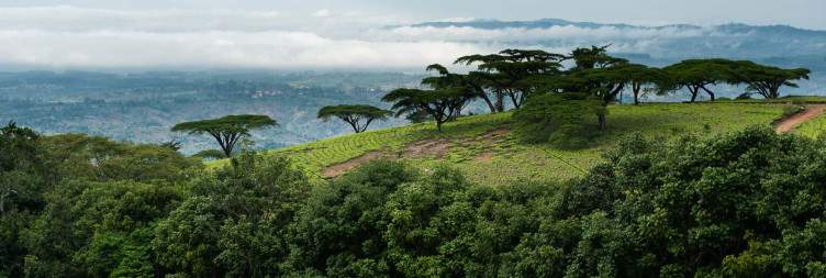 Satemwa Tea Estate
