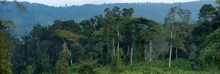Explore Zomba Plateau