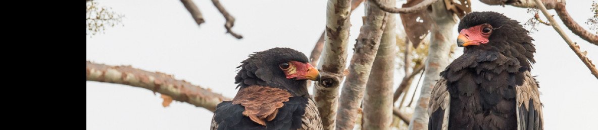 7-Day Explore Wildlife, Lake Malawi and Culture