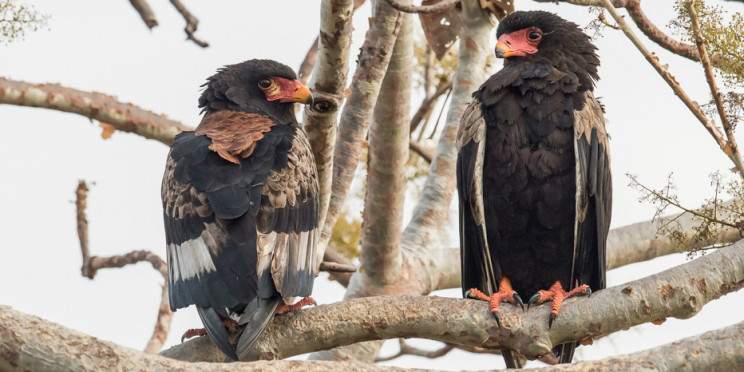 7-Day Explore Wildlife, Lake Malawi and Culture