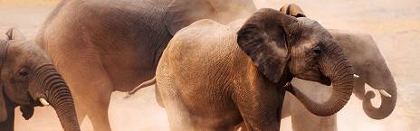 4-Day Etosha & Swakopmund Short Trip
