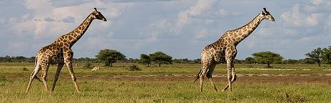 12-Day Self-Drive Northern Namibia Safari