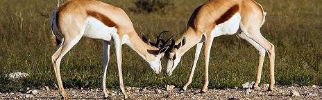 10-Day Luxury Namibia Highlights Tour