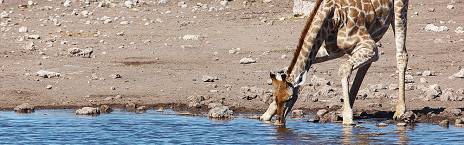 7-Day Namibia - Etosha National Park Self-Drive Safari