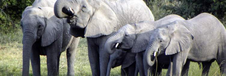 Morning and afternoon guided game drive in Bwabwata National Park