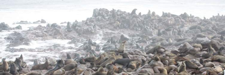 Swakopmund to Cape Cross