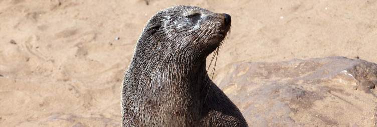 Swakopmund to Cape Cross