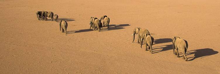 Desert Elephant Tracking