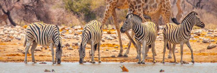 Windhoek to Etosha Safari Lodge