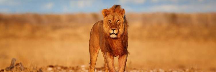 Explore the Eastern Etosha National Park