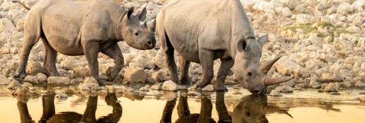 Explore Eastern Etosha