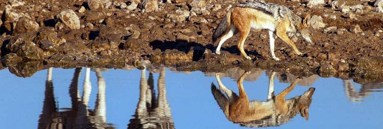 Etosha National Park