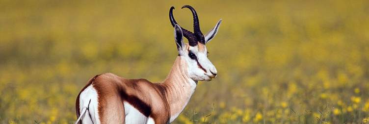 Damaraland to Etosha