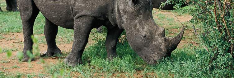 Etosha National Park