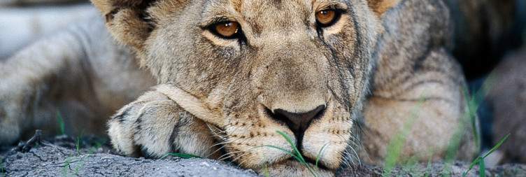 Into the Wild – First Safari in Etosha