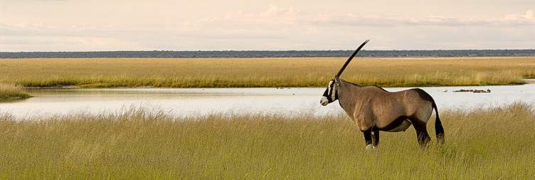Windhoek to Etosha & Sunset Game Drive