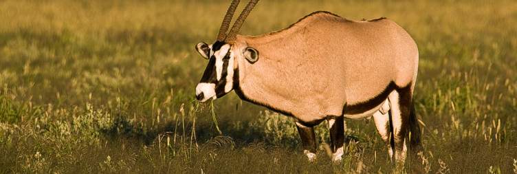 Damaraland to Etosha National Park