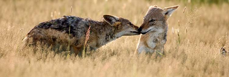 Etosha National Park
