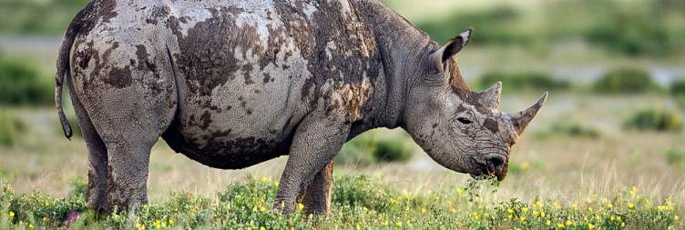Game Safari Etosha East