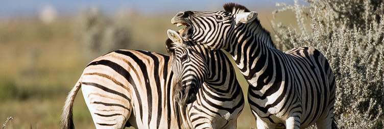 Palmwag to Etosha National Park - 298km (185miles) +/-3H55min