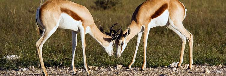 3-Day Etosha Express Safari