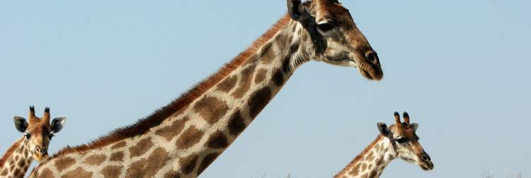 Etosha National Park East