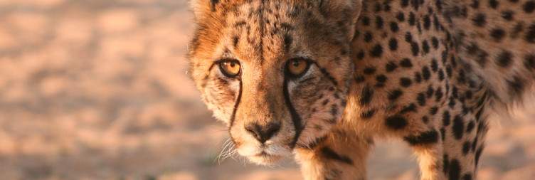 Transversing our way to the Okaukuejo side of the park