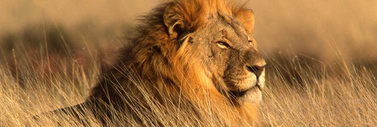 Explore Southern Etosha