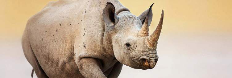 Etosha National Park